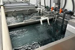 Limpeza química