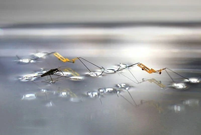 Smart Structures and Special Applications